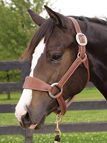 Weaver Leather Stacy Westfall Bronc Halter, Sunset, Average