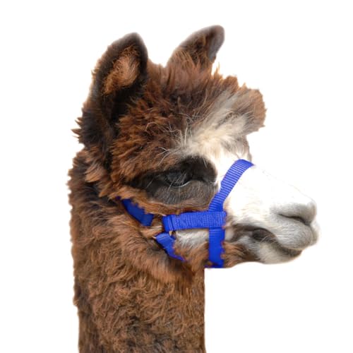 Weaver LivestockWeaver Leather Livestock Goat Halter, Blue, 3/4" Small - color: Blue, size: Medium