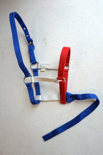 Nylon Foal Halter with Detachable 13" Catch - color: RWBlue
