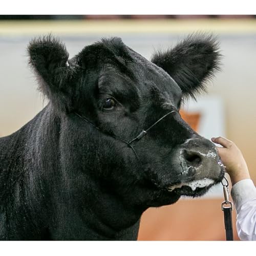 Sullivan Supply Cattle Cable Halter with Ghost Grip