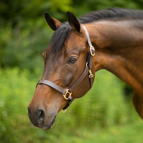 Dura-Tech Premier Lancaster Leather Halter for Horses | Simple Economy Leather Halter with Adjustable Fit & Solid Brass Hardware - size: Cob