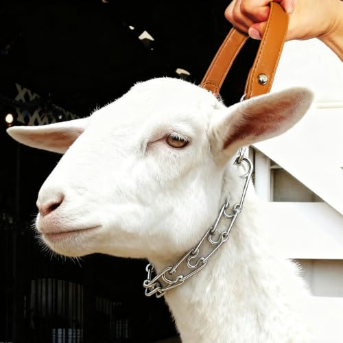 QMARK Pronged Chain Goat Collar, Brown and Silver, 30 Inch