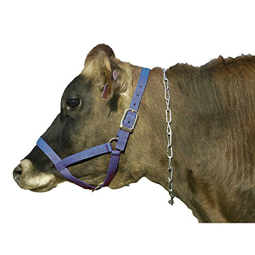CHAIN NECK CATTLE 40"