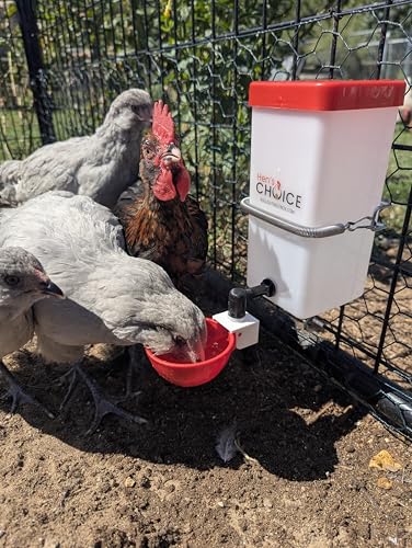 Hen's Choice™ 1L (32 oz) Drinker W/Cup, Nipple, & Wire Bracket for Poultry & Small Animals, Chick Waterer, Red (Pack of 3) - color: Red/White, size: 1 Liter (Pack of 3)