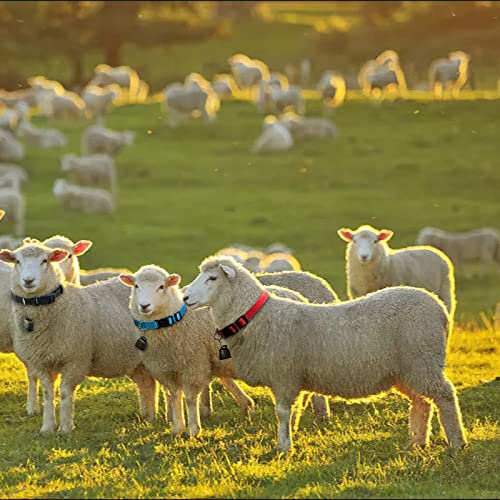 6 Set of Reflective Goat Collars with Bells, Nylon Goat Collar