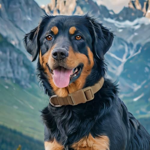 EXCELLENT ELITE SPANKER Tactical Nylon Padded Medium Dog Collar Adjustable - color: Black, size: M-(15.4"-19.3")