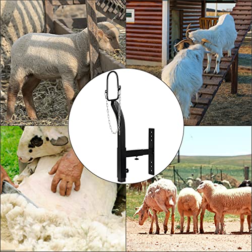 Livestock Stand 9.8 inch Height Adjustable, Goat Stand 5.9 inch Length Adjustable,Metal Livestock Stand Attachment Nose Loop Headpiece, Trimming Stand for Goat & Sheep. | Nose Loop Headpiece for Goat & Sheep, Powder-Coated Steel Trimming Stand for Farm Gr