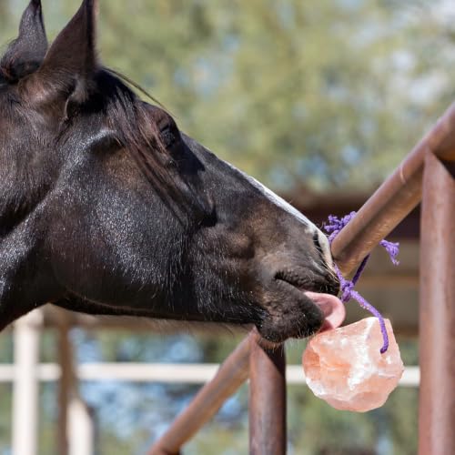 Horsemen's Pride Himalayan Salt Block on Rope for Horses, 4.4 Pounds, SS44