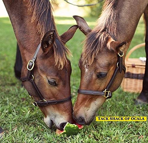 Tack Shack of Ocala Leather Mini or Suckling Foal Size Horse Halter | Brown Leather with Solid Brass Hardware | Adjustable Chin, Double Stitched, Double Buckle Crown.