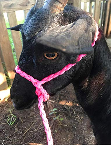 adustable goat halter and lead camo sheep halter small livestock halter
