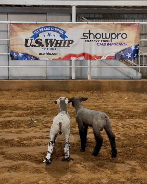 Show Pro Blue Spandex Lamb Tube for Show Sheep & Lamb - Show Livestock Supplies: Sheep Covers & Blankets - size: Medium (Pack of 2)