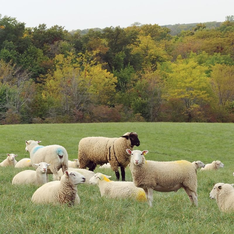 Premier 1 Nylon Marking Harness for Sheep Breeding