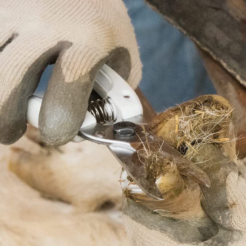 ARS Hoof Trimming Shears for Sheep & Goats