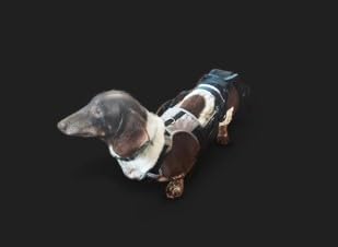 Tail Guard & Harness Set - Veterinary Dog Tail Protector & Injury Wrap, Size Small - size: S