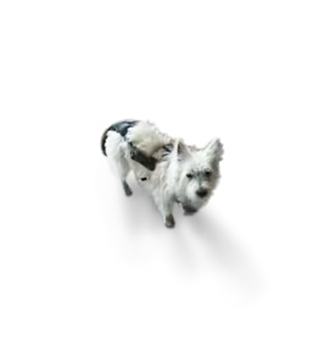 Tail Guard & Harness Set - Veterinary Dog Tail Protector & Injury Wrap, Size Small - size: S
