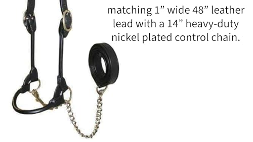 Derby Originals New and Improved Premium Round Rolled Leather Cattle Show Halter with Matching Chain Lead - color: Havana, size: Small (350-700lbs)
