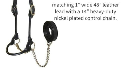 Derby Originals New and Improved Premium Round Rolled Leather Cattle Show Halter with Matching Chain Lead - color: Havana, size: Small (350-700lbs)