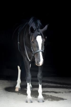 Thinline Bitless Noseband - color: Black, size: 0-20