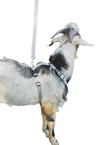 Asatre Goat Harness - Adjustable Livestock Harness - Medium - size: Medium