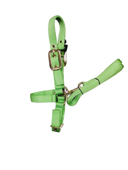 Durable Nylon Sheep Halter w/ Snap Lead (Lime)