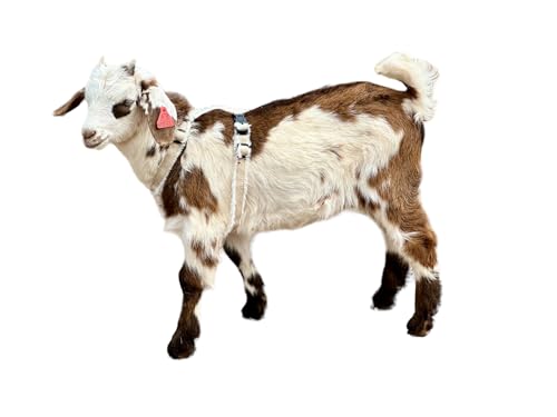 Asatre Goat Harness - Adjustable Livestock Harness - Small - size: Small