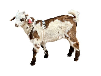 Asatre Goat Harness - Adjustable Livestock Harness - Small - size: Small