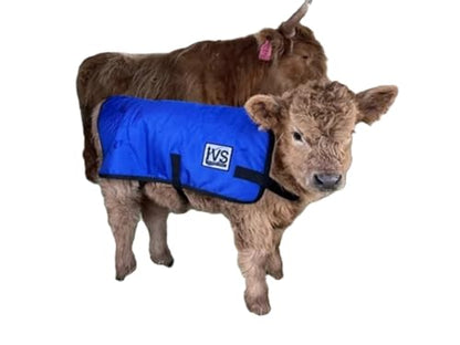 IVS ThermaCalf Calf Blanket – Thermal Insulated Livestock Jacket with Adjustable Buckle Straps - size: Medium