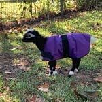 Insulated Coats for Newborn Goats 12" - Flowers