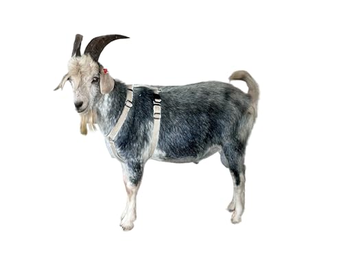Asatre Goat Harness - Adjustable Soft Padded Livestock Harness - Large - size: Large
