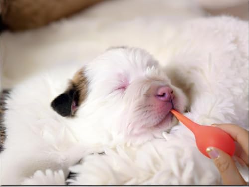 11pcs Puppy Kitten Feeding Tube Kit for Small Animals and Clear Feeding Syringe 5/10/20/30/60ml, Clear Feeding Tube, Syringe Bulb for Puppy Kitten Nestling Feeding Tools