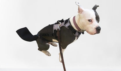Tail Guard & Harness Set - Veterinary Dog Tail Protector & Injury Wrap, Size XS - size: XS