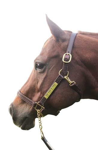 Tack Shack of Ocala Leather Halter for Horses with Customized Engraved Name Plate Option Halter for Horse | Brown/Brass, Black/Brass, Black/Chrome Options - size: Yearling/Large Pony