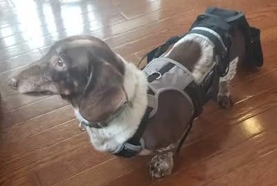 Tail Guard & Harness Set - Veterinary Dog Tail Protector & Injury Wrap, Size XS - size: XS
