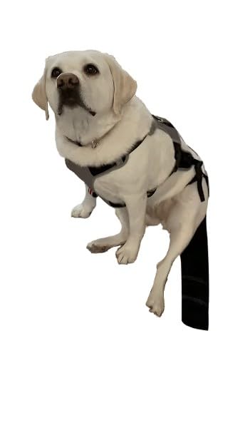 Tail Guard & Harness Set - Veterinary Dog Tail Protector & Injury Wrap, Size Bully-XL - size: Special-XL