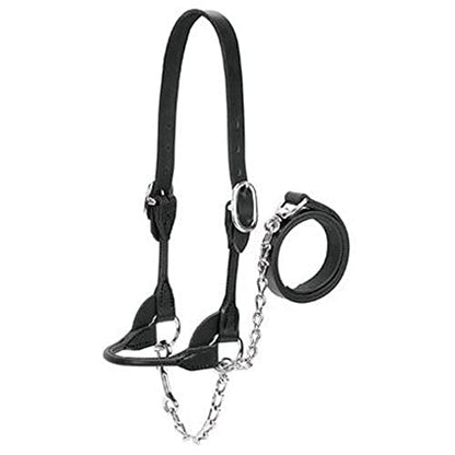 Weaver Leather Dairy/Beef Rounded Show Halter, Black, Small - color: Black, size: Small