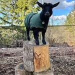 Insulated Coats for Newborn Goats 12"- Turquoise