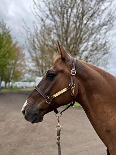 Leaders 3/4" Leather Halter for Horses with Customized Engraved Name Plate Brown Leather with Solid Brass Hardware - size: Name Plate Only