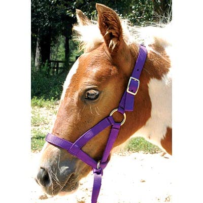 Jeffers Equine Nylon Weanling Halter for Miniature Horses – Adjustable 2 Ply 3/4" Webbing with Brass Plated Hardware, Double Crown Design, Lightweight for Training, Grooming, & Farm Use - Royal Blue - color: Royal Blue
