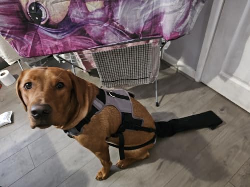 Tail Guard & Harness Set - Veterinary Dog Tail Protector & Injury Wrap, Size Bully-XL - size: Special-XL