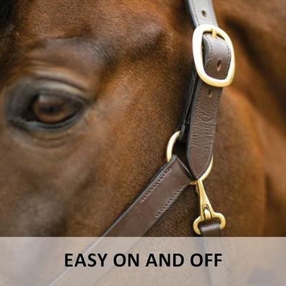Dura-Tech Premier Lancaster Leather Halter for Horses | Simple Economy Leather Halter with Adjustable Fit & Solid Brass Hardware - size: Cob