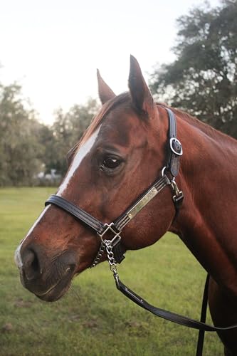 Tack Shack of Ocala Leather Halter for Horses with Customized Engraved Name Plate Option Halter for Horse | Brown/Brass, Black/Brass, Black/Chrome Options - size: Yearling/Large Pony