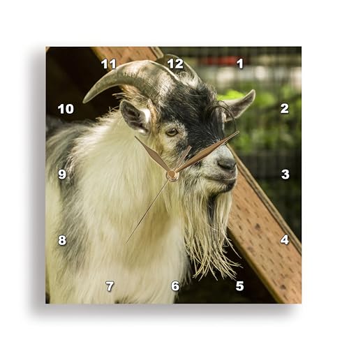 3dRose Adult African Pygmy Goat. 10x10 Wall Clock