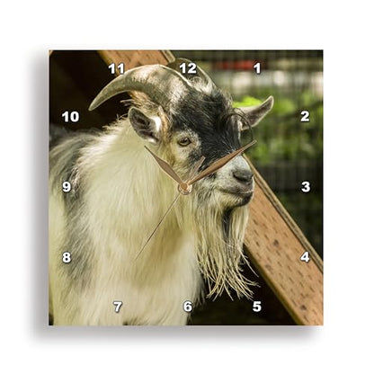 3dRose Adult African Pygmy Goat. 10x10 Wall Clock