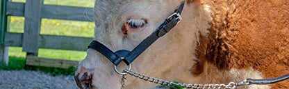 Derby Originals Premium Fancy Stitch Flat Leather Cattle Show Halter – Adjustable Fit with 48" Lead and 14" Chain, Small/Medium/Large – 1-Year Warranty - color: Black, size: Small (350-700lbs)