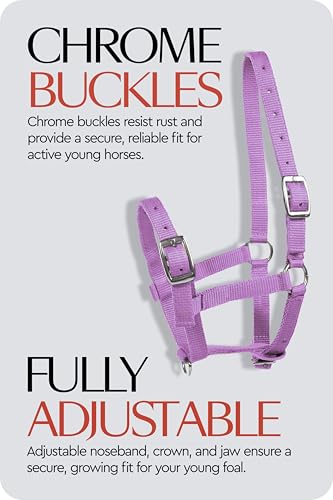 HORZE Adjustable Mini Horse Halter, Nylon Design for Foals, Colts, Fillies - color: Purple