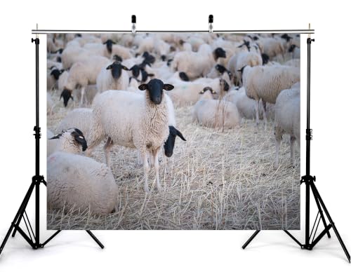 5x4ft Fabric Black Face Sheep Herd Backdrop Flock of Wool Sheep On Dry Grass Field Photography Background Tapestry Party Farm Animal Decorations Photo Booth Props - size: 5x4ft