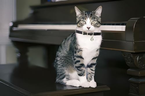 Green Cat Collar with Bell, Soft Pu Leather Small Puppy Dog Collars Medium - color: Green, size: M for Neck 12"-14.5"