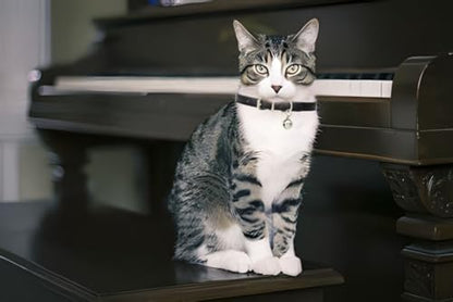 Green Cat Collar with Bell, Soft Pu Leather Small Puppy Dog Collars Medium - color: Green, size: M for Neck 12"-14.5"