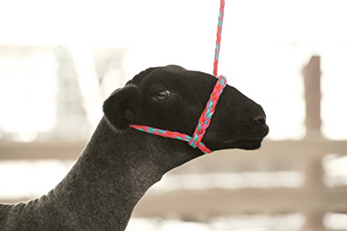 Weaver Leather Poly Rope Sheep Halter Bundle (Blue/Black/Gray and Hot Pink/Coral/Mint)
