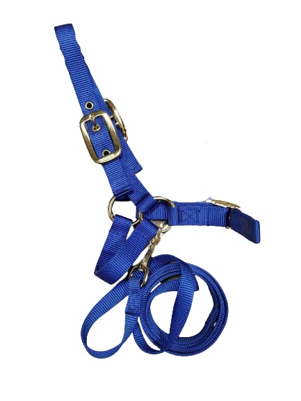 Durable Nylon Sheep Halter w/Snap Lead - color: Royal Blue